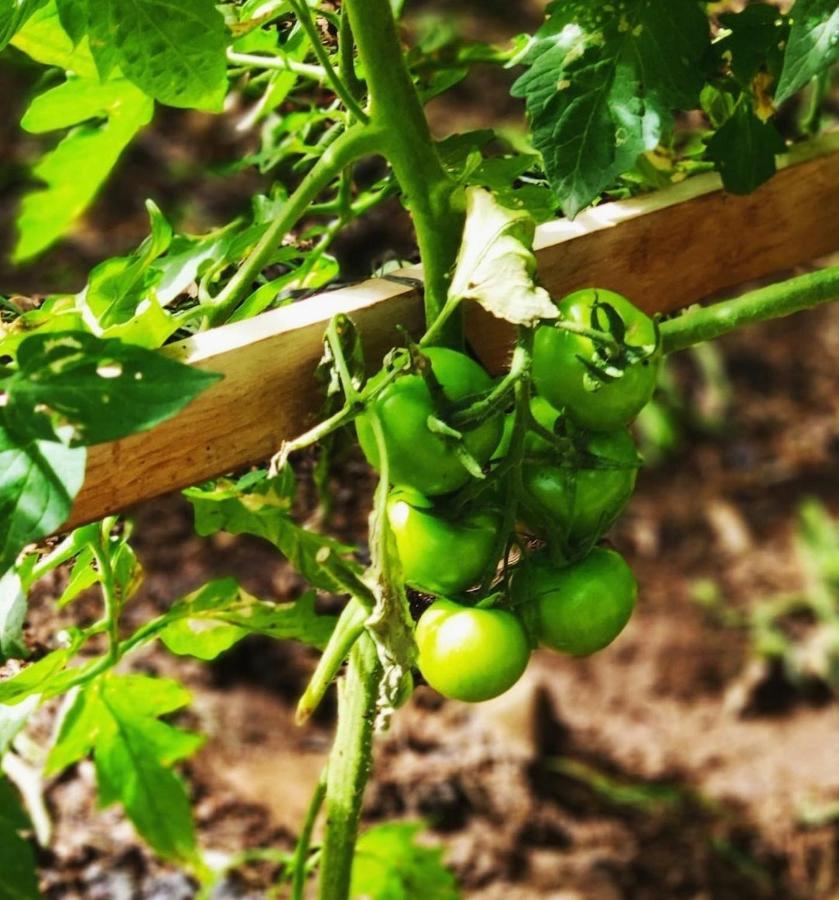 Finca El Trazo กาโกรอนเต ภายนอก รูปภาพ