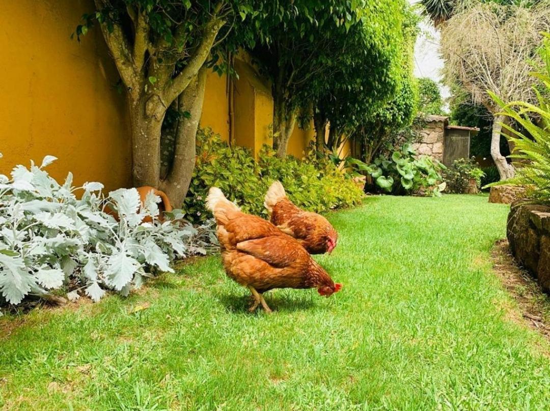 Finca El Trazo กาโกรอนเต ภายนอก รูปภาพ